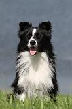 BORDER COLLIE 716